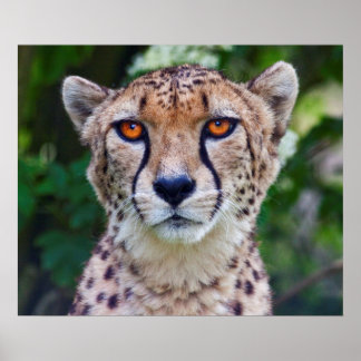 Golden Eyes Print