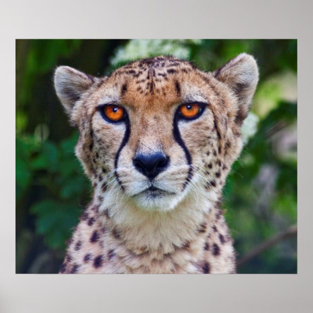 Golden Eyes Print (Front)