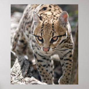 Golden Eyes Print