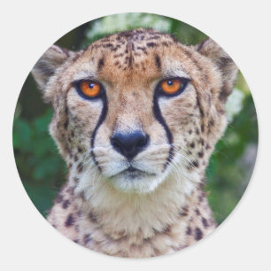 Golden Eyes Sticker