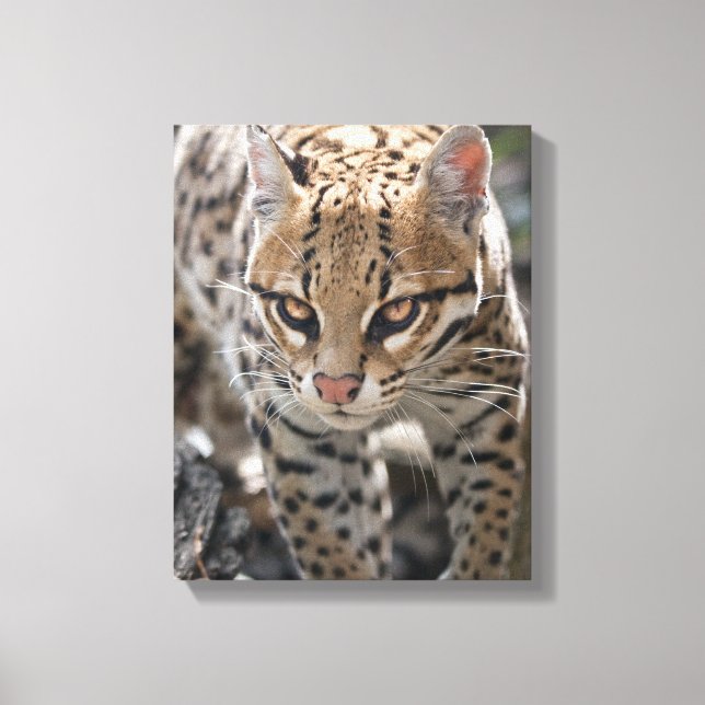 Golden Eyes Wrapped Canvas Print (Front)