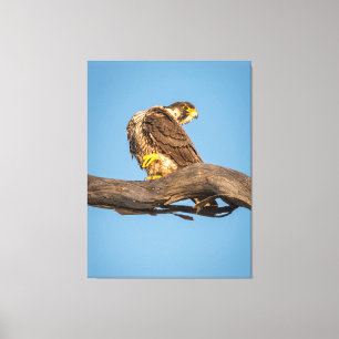 Golden Falcon at Rest Canvas Print