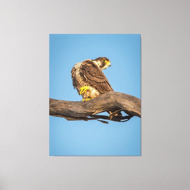 Golden Falcon at Rest Canvas Print (Front)