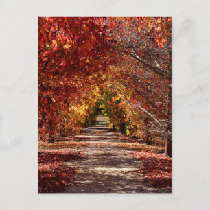 Golden Fall Postcard