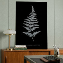 Golden Fern Frond, Gymnogramma Chrysophylla