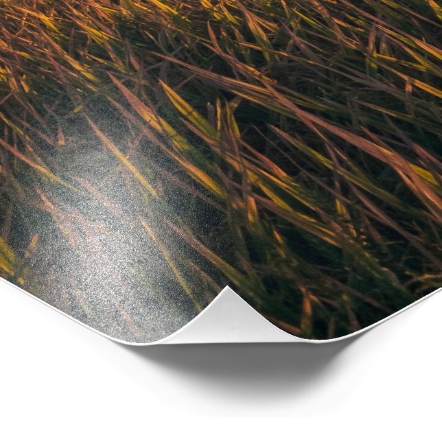 Golden Fields at Sunset | Tranquil Landscape Photo (Corner)