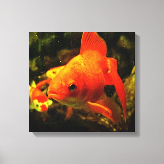 Golden fish canvas print (Front)