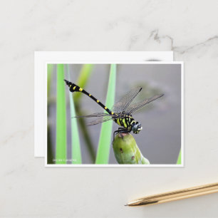 Golden Flangetail Postcard