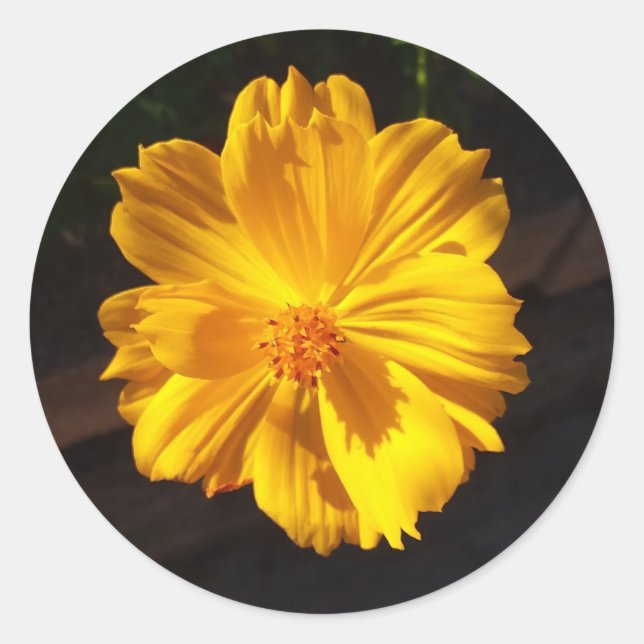 Golden Flower Macro Photography  Classic Round Sticker (Front)