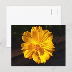 Golden Flower Macro Photography Postcard
