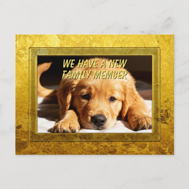 Golden Frame - Rectangle Shape 8 Golden Retriever Postcard (Front)