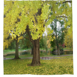 Golden Gingko Tree in the Fall Shower Curtain