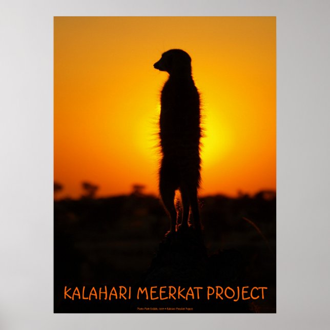 Golden glow meerkat poster (Front)