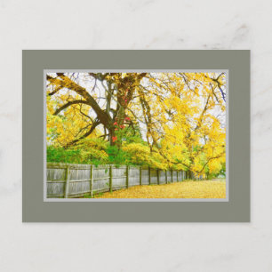 GOLDEN GLOW /TREES AND LEAVES POSTCARD