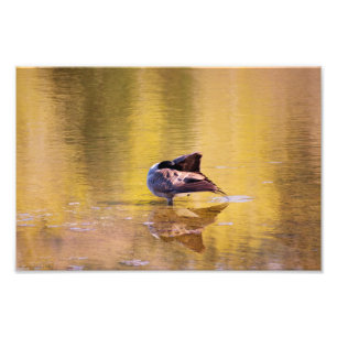 Golden Goose Photo Print
