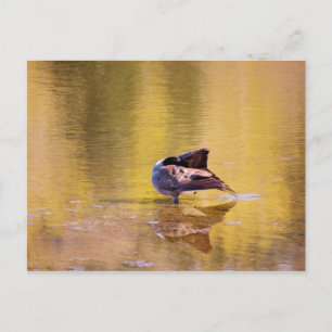 Golden Goose Postcard