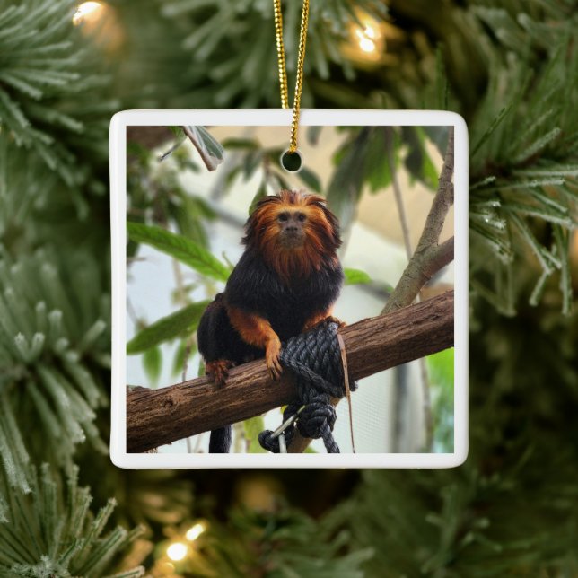 Golden Headed Lion Tamarin III Ceramic Ornament (Tree)