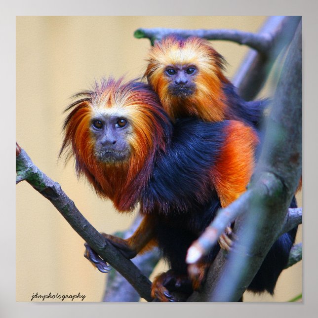 Golden Headed Lion Tamarin Poster (Front)