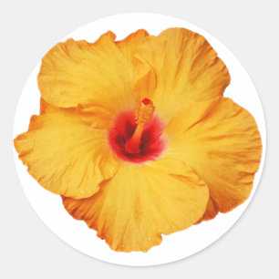 Golden hibiscus flower classic round sticker
