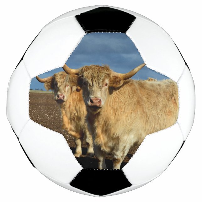 Golden Highlands: The Grace of Fawn-Colored Cows Football (Front)