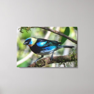 Golden-hooded Tanager in Costa Rica Canvas Print
