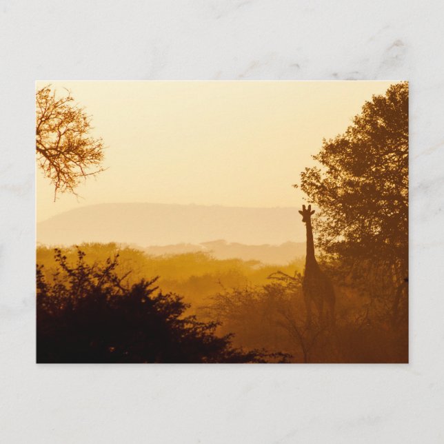 Golden Hour Giraffe Postcard (Front)