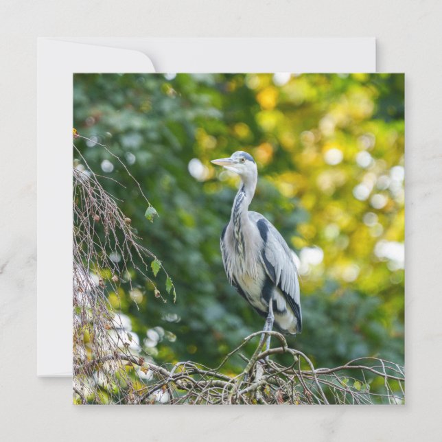 Golden Hour Grey Heron (Front)