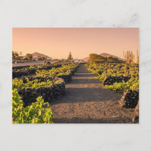 Golden Hour over La Geria Vineyards Lanzarote Postcard