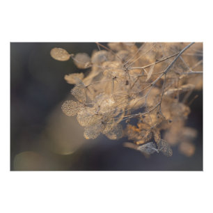 Golden Hydrangea Flowers Winter Poster