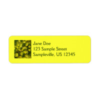 Golden Ice Plant Yellow Flowers