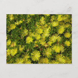 Golden Ice Plant Yellow Flowers Postcard