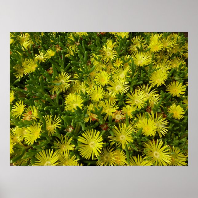 Golden Ice Plant Yellow Flowers Poster (Front)