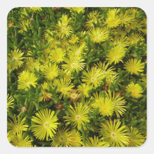 Golden Ice Plant Yellow Flowers Square Sticker