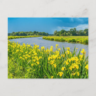 Golden Irises inspiring the symbol Fleur de Lis.  Postcard