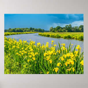 Golden Irises inspiring the symbol Fleur de Lis.  Poster
