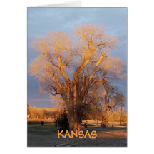 Golden Kansas State Tree - Cottonwood