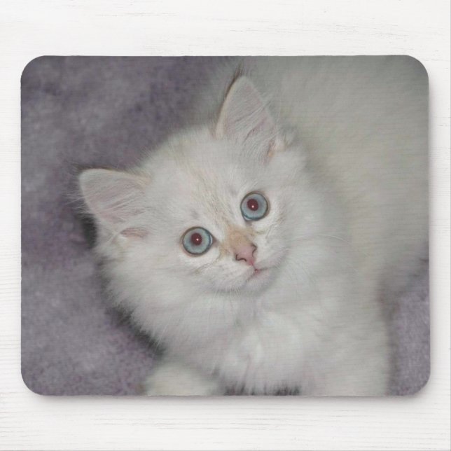 Golden Kitten Mousepad (Front)