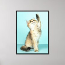 Golden Kitten Reaching for the Sky
