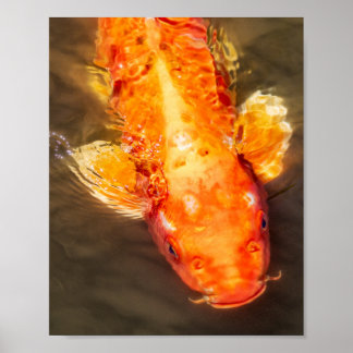 Golden Koi Swimming Fish Photo Poster