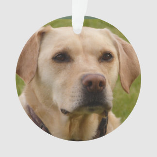 Golden Lab customisable Christmas Ornament