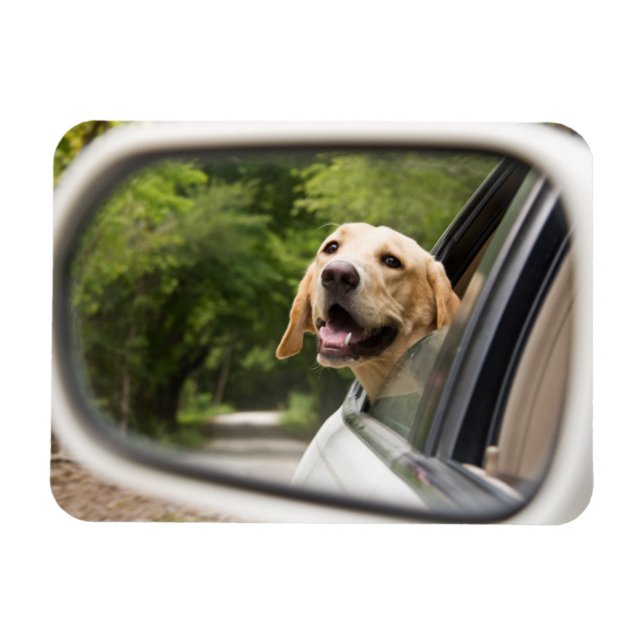 Golden Labrador In Rearview Mirror Magnet (Horizontal)