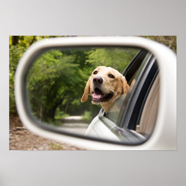 Golden Labrador In Rearview Mirror Poster (Front)