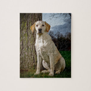 golden Labrador Jigsaw Puzzle