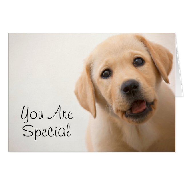 Golden Labrador Puppy (Front Horizontal)