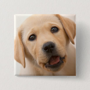Golden Labrador Puppy 15 Cm Square Badge