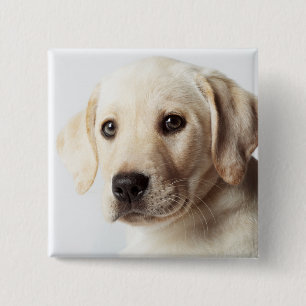 Golden Labrador Puppy Closeup 15 Cm Square Badge