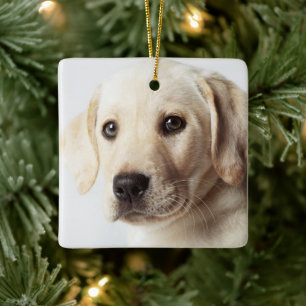 Golden Labrador Puppy Closeup Ceramic Ornament