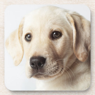 Golden Labrador Puppy Closeup Coaster