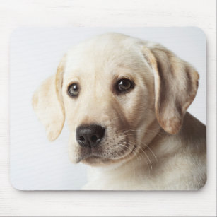 Golden Labrador Puppy Closeup Mouse Mat