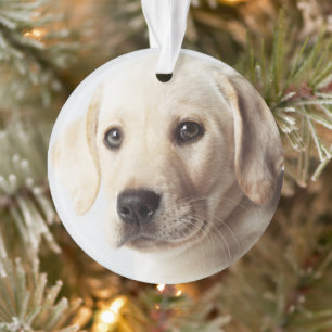 Golden Labrador Puppy Closeup Ornament